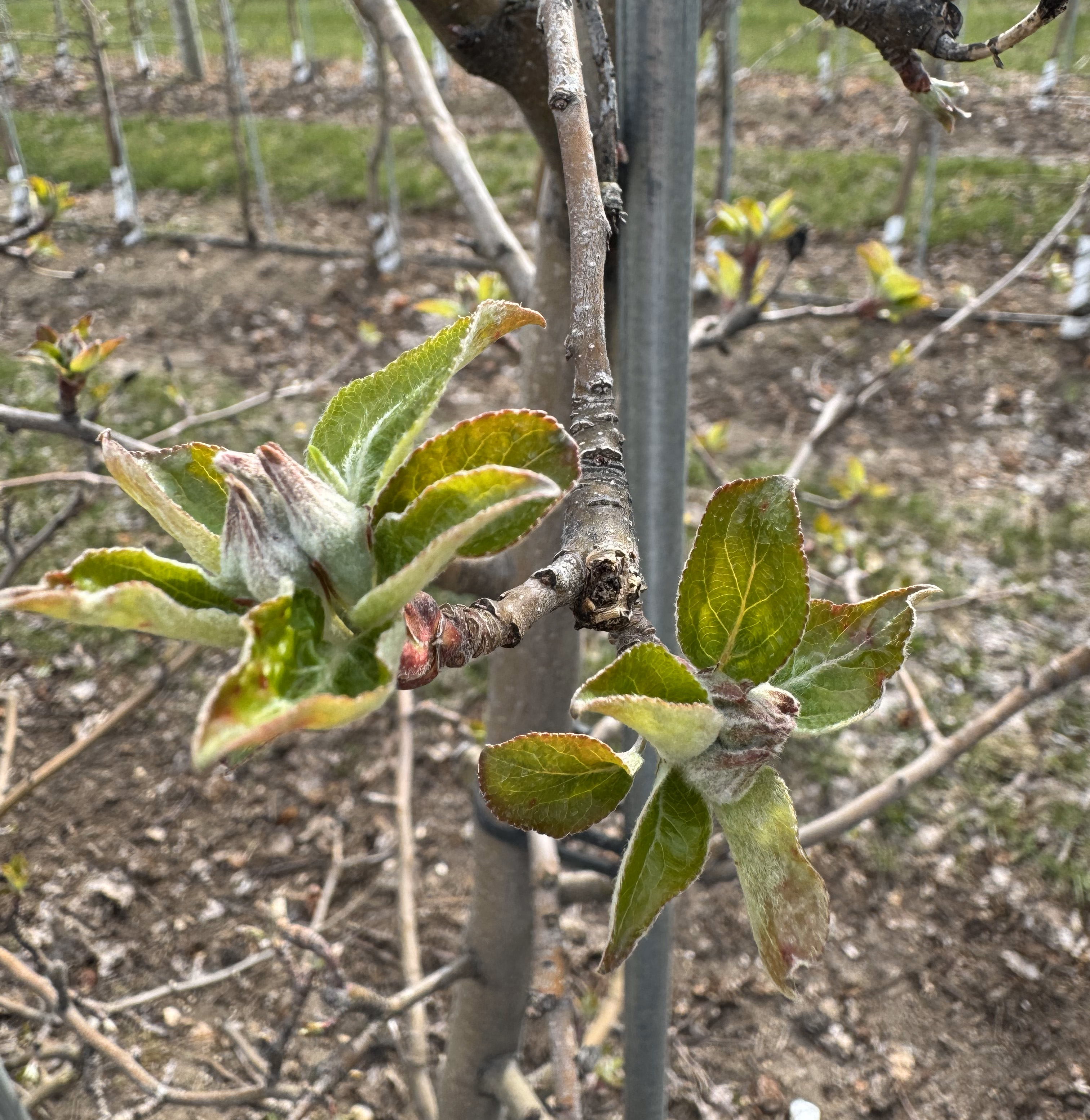 A closeup of an Honeycrisp apple bud and flowers blooming on a tree.